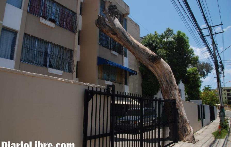 Un árbol que agoniza en Arroyo Hondo