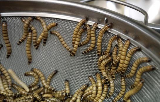 Emprendedores de los bichos alimentan el apetito de insectos