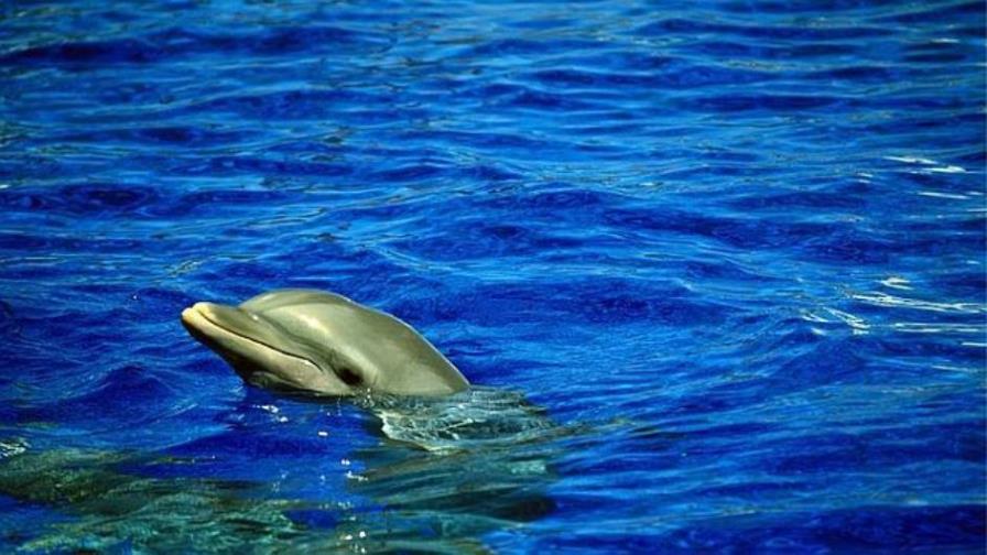 Crean reserva marina para proteger delfines sobrevivientes en bahía brasileña