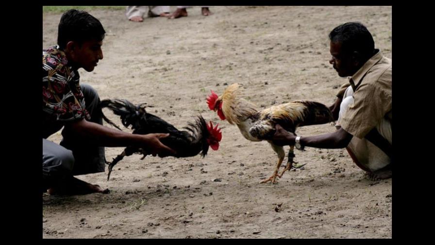 España castigará con cárcel la zoofilia y las peleas de gallos y perros