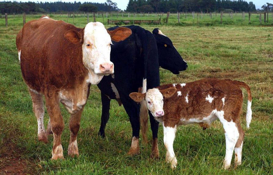 Las vacas seguirán contaminando ¿Qué se puede hacer?