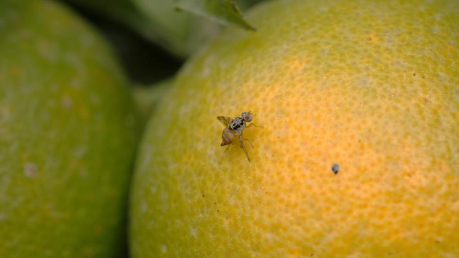 United States prohibits Dominican fruits and vegetables to enter territory