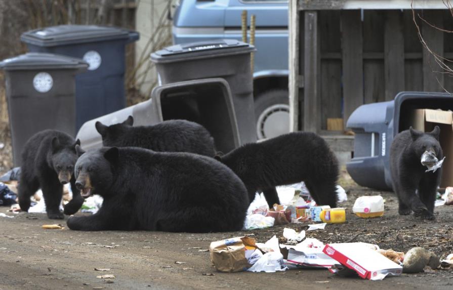 El gobernador de Alaska indulta a una familia de osos