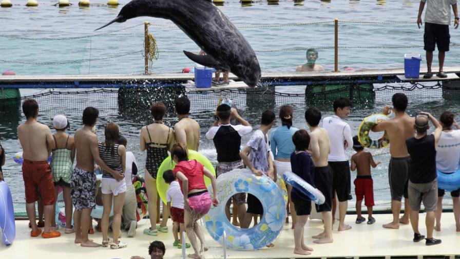 Acuarios en Japón dejarán de adquirir algunos delfines