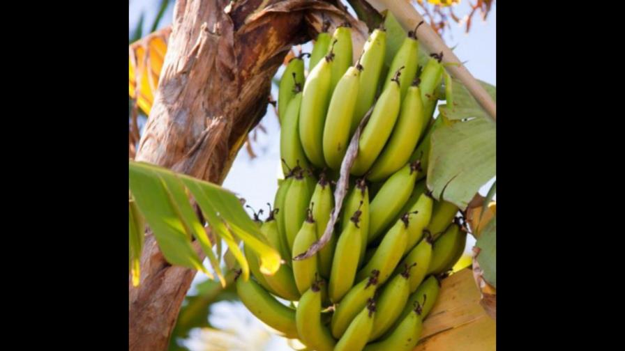 Gobierno: “República Dominicana está en el plan continental contra Fusarium”