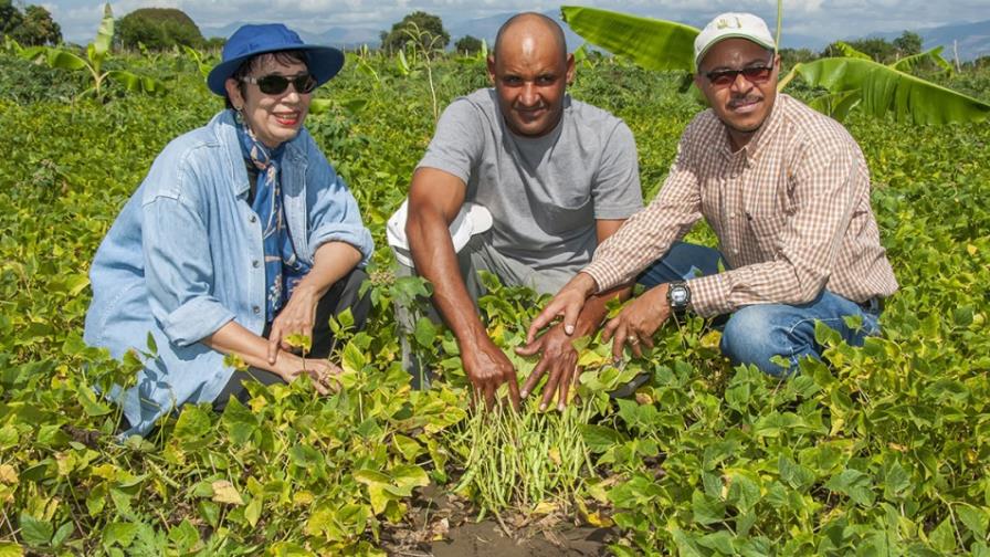 IDIAF dispone de tecnologías para manejo de enfermedad mosaico dorado en habichuelas IDIAF dispone de tecnologías para manejo de enfermedad mosaico dorado en habichuelas