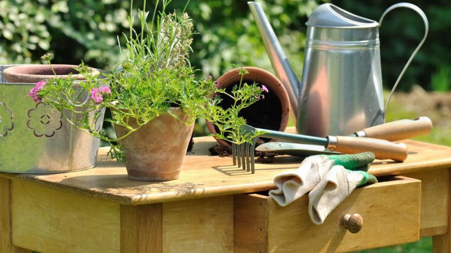 ¿Dónde coloco las plantas?