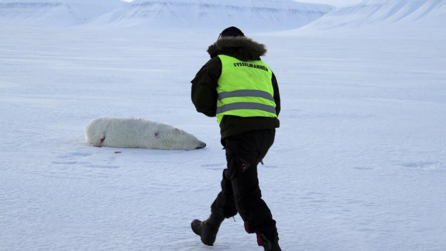 Noruega: Matan a oso polar que atacó campamento de turistas Noruega: Matan a oso polar que atacó campamento de turistas