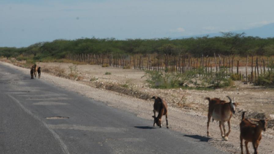 El 95% de los chivos y ovejos come pasto de baja calidad El 95% de los chivos y ovejos come pasto de baja calidad