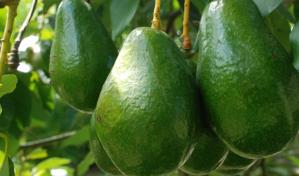 Gobierno de Jamaica abre las puertas al aguacate dominicano