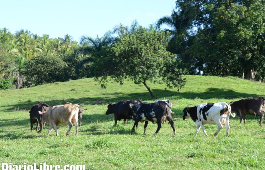 República Dominicana realiza el primer censo agropecuario desde 1982