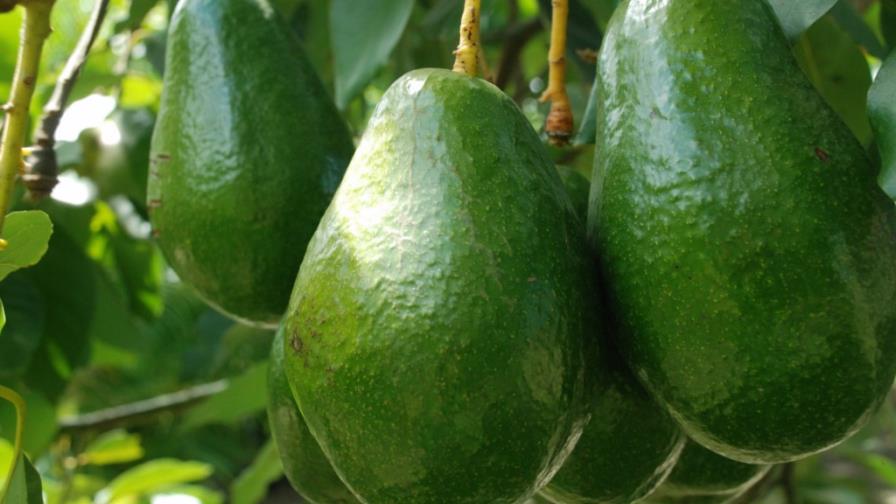 Adoexpo reveals that US ban on fruits and vegetables will affect 50% of its members Adoexpo reveals that US ban on fruits and vegetables will affect 50% of its members