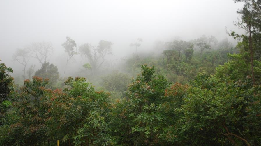 Fuego afecta Sierra de Bahoruco; Medio Ambiente dice está controlado