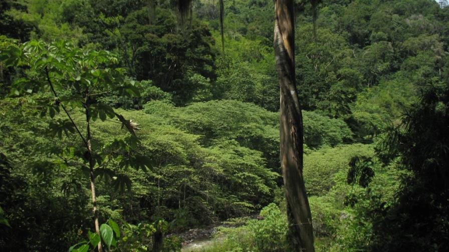 Honduras, país más peligroso para defensores medioambientales, según informe