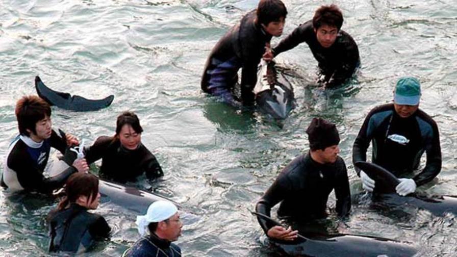 Poblado de Japón continuará polémica pesca de delfines Poblado de Japón continuará polémica pesca de delfines