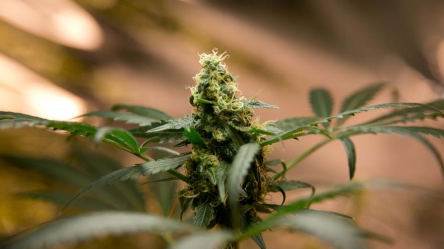 Encuesta en Estados Unidos: Menos impuestos y legalizar la marihuana Encuesta en Estados Unidos: Menos impuestos y legalizar la marihuana