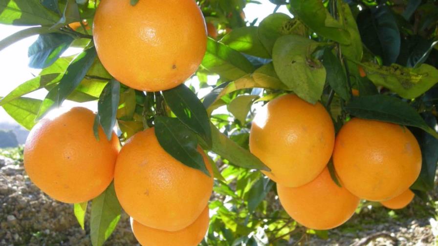 Haití prohíbe frutas y hortalizas de República Dominicana