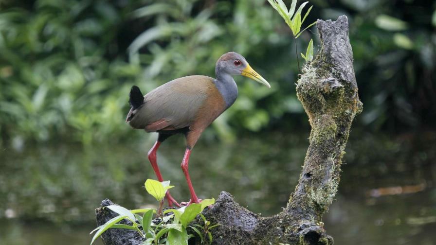 Costa Rica lanza dispositivo para proteger fauna y presume de su oro verde