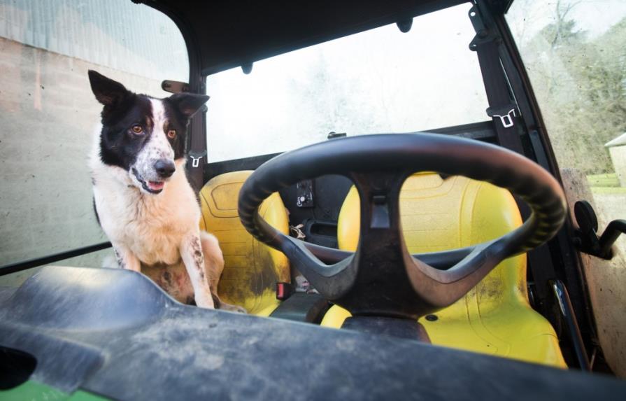 Sorprenden a perro ovejero al volante de un vehículo en Escocia