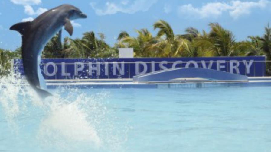 Academia de Ciencias califica de aberración permiso Delfinario Punta Cana