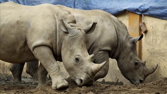 Furtivos matan a 1,215 rinocerontes en Sudáfrica en 2014