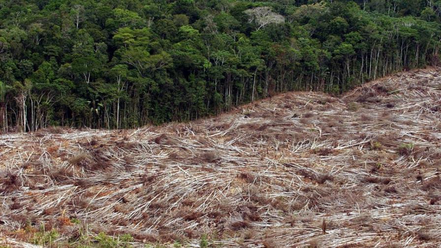 FAO: Estabilidad de países en crisis también pasa por preservar sus bosques