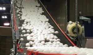 Avicultores niegan haya escasez de huevos en República Dominicana