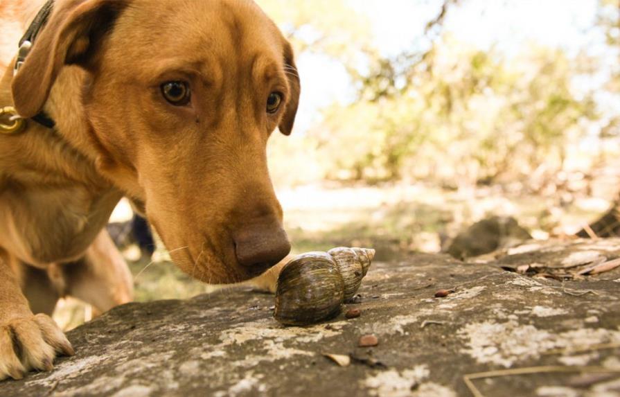 Galápagos: 2 perros entrenados ayudan con plaga de caracoles