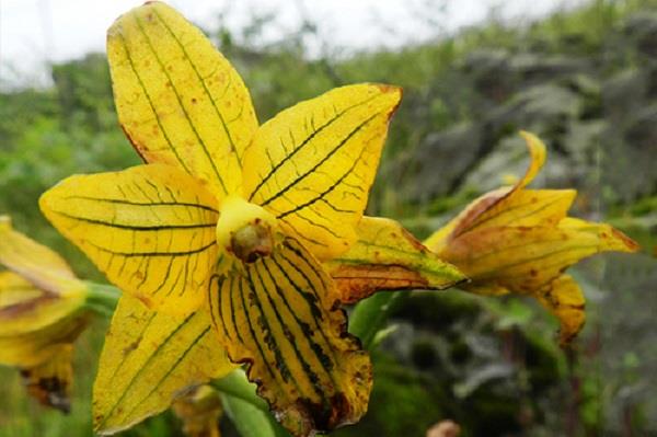 Encuentran la orquídea de Lima, que se creía extinta hace medio siglo