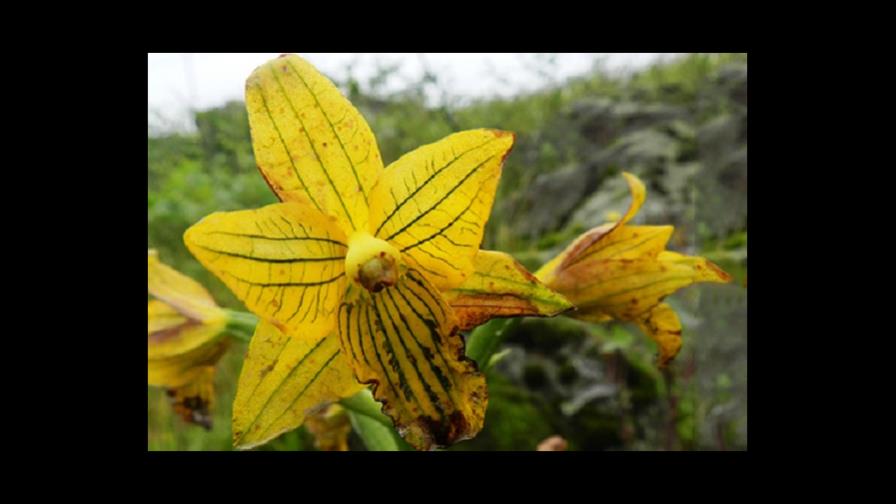 Encuentran la orquídea de Lima, que se creía extinta hace medio siglo
