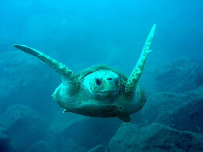 Nicaragua reporta 250.000 tortugas marinas anidadas en reciente temporada