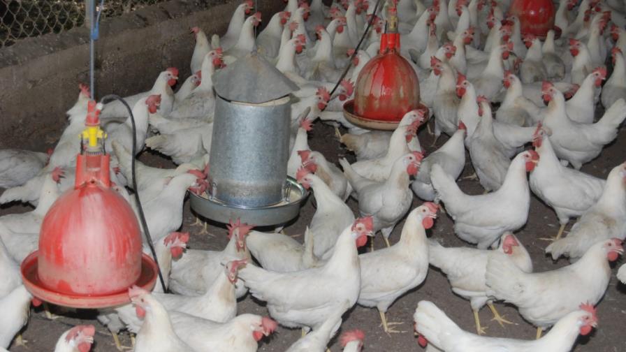 Productores huevos y pollos del Cibao citan perjuicios causará prohibición de Gobierno haitiano