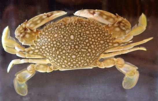 La UNAM resguarda colección centenaria de crustáceos, los buitres del mar