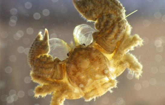 La UNAM resguarda colección centenaria de crustáceos, los buitres del mar