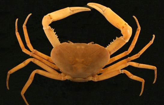 La UNAM resguarda colección centenaria de crustáceos, los buitres del mar
