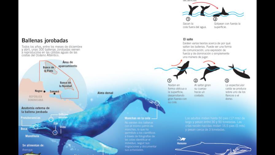 A metros de las ballenas