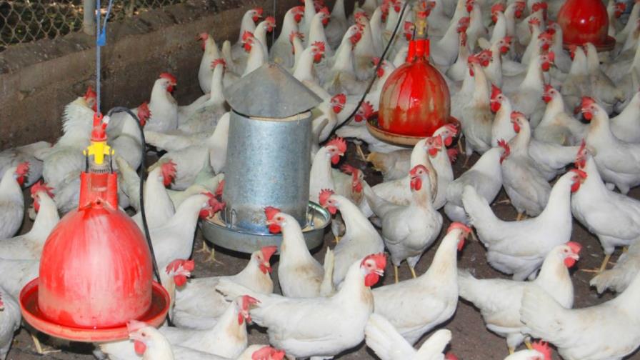 Productores: “Sería golpe muy duro a la agropecuaria del país” Productores: “Sería golpe muy duro a la agropecuaria del país”