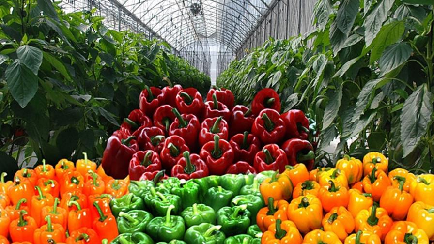 Productores están “con el grito al cielo” por veda a vegetales