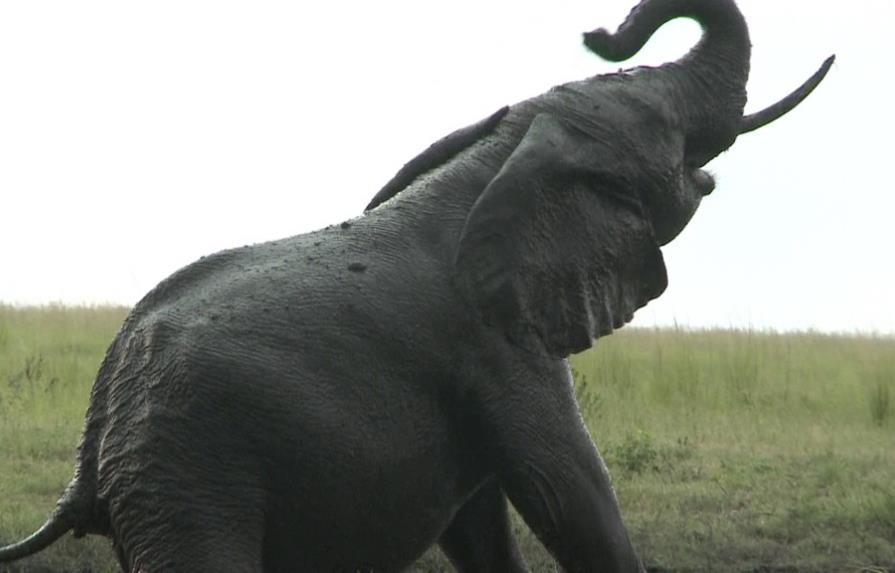Población africana de elefantes siguió bajando en 2014 por caza furtiva