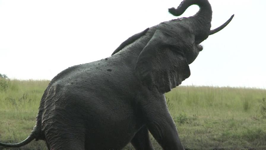 Población africana de elefantes siguió bajando en 2014 por caza furtiva Población africana de elefantes siguió bajando en 2014 por caza furtiva