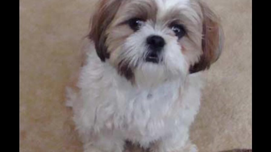 Un cachorrito muy juguetón