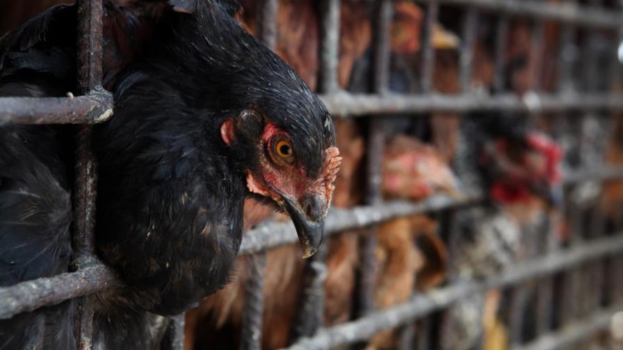 Comerciantes amenazan con cerrar frontera si Haití aplica veda a productos dominicanos