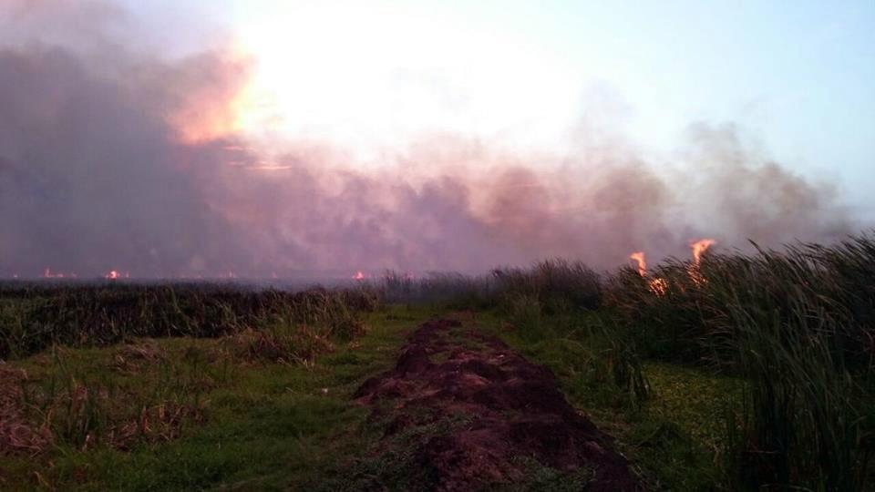 Fuego forestal afectó área boscosa de Laguna de Saladillo en Montecristi