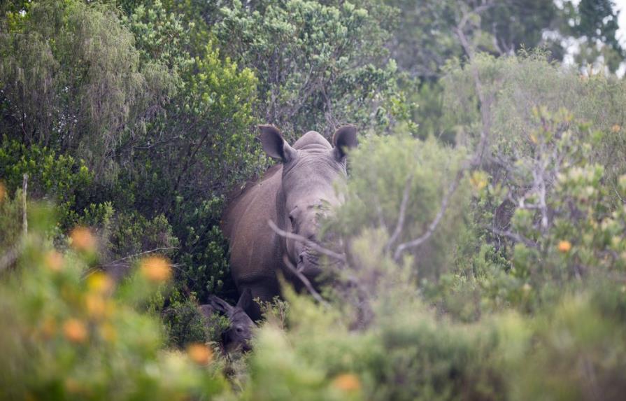 Familia sudafricana declara la guerra a traficantes de cuerno de rinoceronte