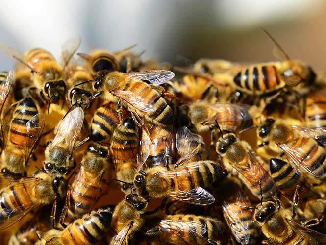 Enjambre de abejas ataca a más de 30 personas