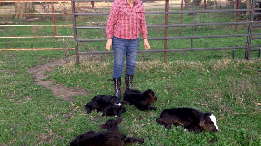 Vaca en el noreste de Texas da a luz a cuatrillizos