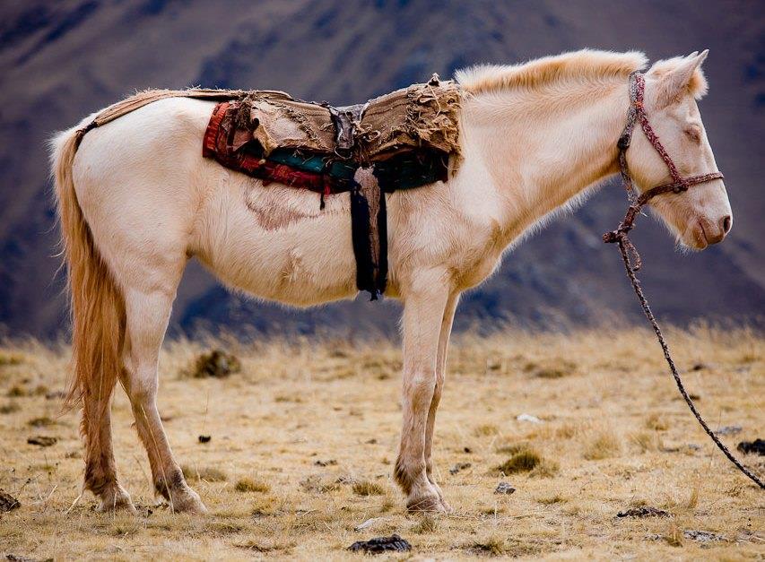 Manifestantes piden acabar maltrato a caballos en Bolivia