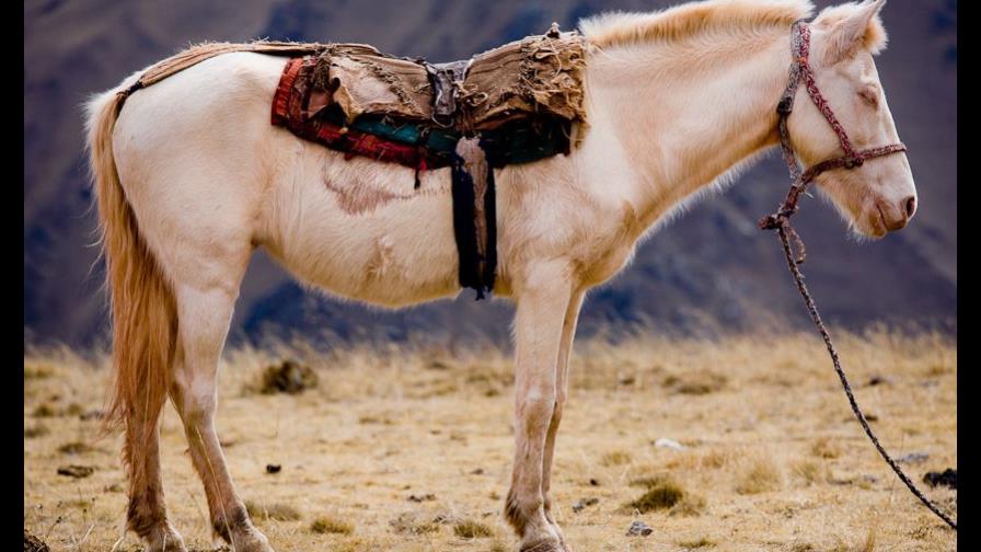 Manifestantes piden acabar maltrato a caballos en Bolivia