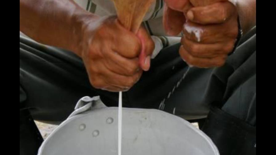 Productores se quejan por baja compra de leche en fincas Productores se quejan por baja compra de leche en fincas