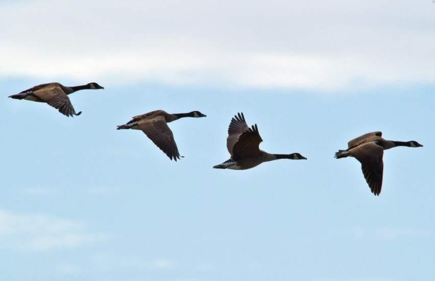 Puerto Rico logra fondos para restaurar los hábitats de las aves migratorias